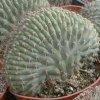 Trichocereus_thelegonus_cristata